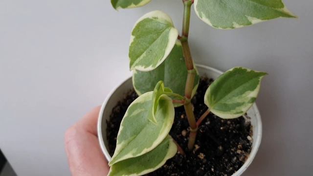 Как я размножаю пеперомии. Мои пеперомии в октябре 2023. смотреть онлайн