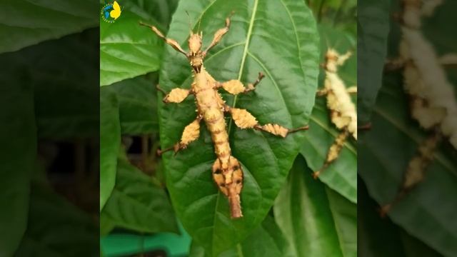 Палочник Маклея или гигантский австралийский палочник (лат. Extatosoma tiaratum) смотреть онлайн