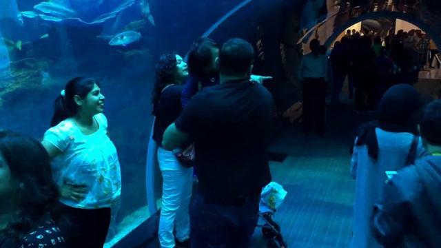 Visit to Dubai Aquarium | The Dubai Mall | High Life Dubai смотреть онлайн