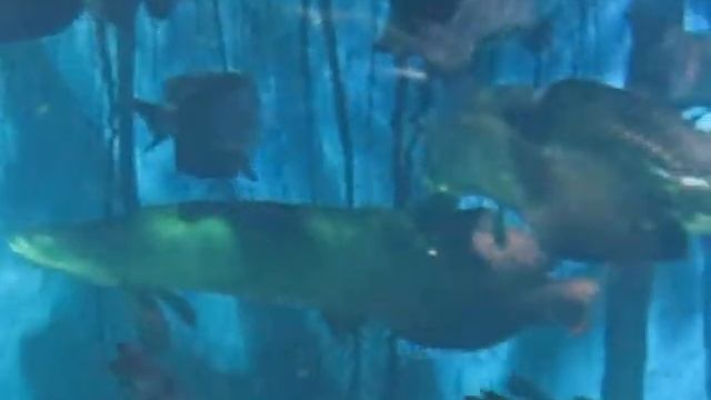 COEX, Aquarium смотреть онлайн