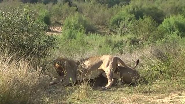 Lion Kill in the Kruger Park with hair-raising sounds as baboons in the river bed go berserk смотреть онлайн