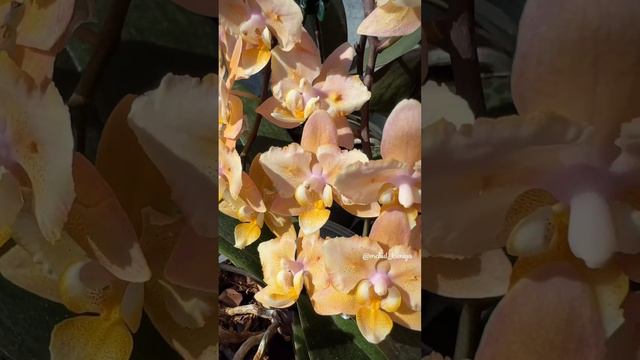 Парфюмерные фабрики бабочки и трилипс: Oriental, Odorion, Scention в домашнем цветении 🥰 смотреть онлайн