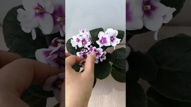 Optimara My Charm. Обзор. смотреть онлайн