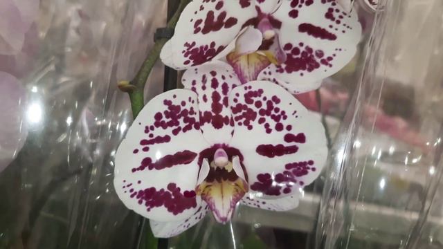 ОРХИДЕИ В АШАНЕ МЕГА АДЫГЕИ//29.05.24// смотреть онлайн