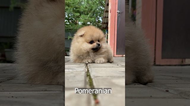 Милый  собачка