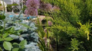 ???????Роза Vanessa Bell ( Austin, 2017)???????