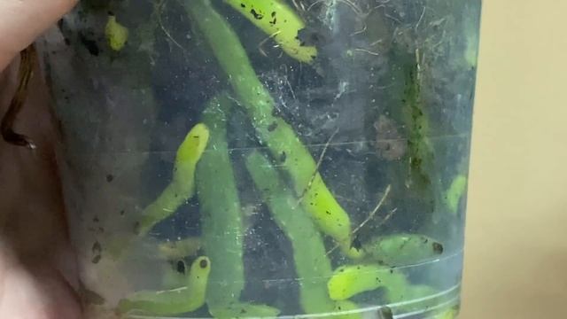 Праздничное поступление сортовых орхидей в Экофлору. Бронзовый Будда, Монро, Монако, Хот кисс, Пафы смотреть онлайн