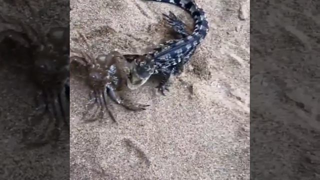 КРАБ ПРОТИВ КРОКОДИЛА КАЙМАНА смотреть онлайн