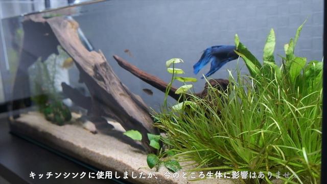 【HAUL】SUB)新しいインテリアグリーンを購入｜観葉植物関連の購入品を紹介【vlog】 смотреть онлайн