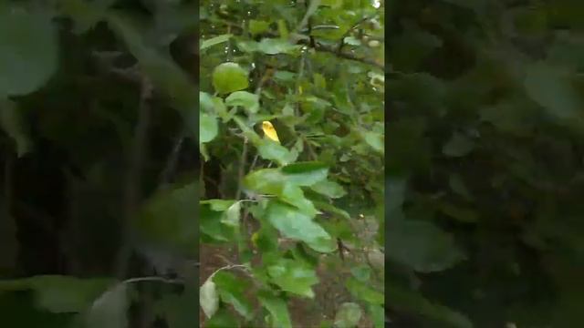 Яблоня гигант.Заброшенная дача советских времён. смотреть онлайн