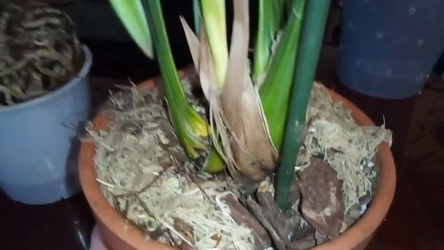 Неожиданный цимбидиум и засохшие цветоносы