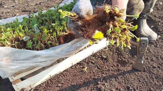 ПОСАДКА КЛУБНИКИ!МИРОВЫЕ СУПЕР НОВИНКИ! смотреть онлайн