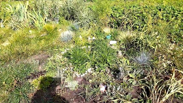 Новинки садовых цветов. Дача сентябрь 2022 смотреть онлайн