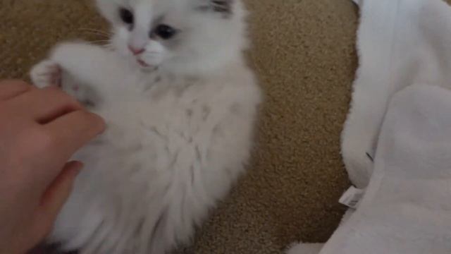 A day in the life of a Ragdoll kitten смотреть онлайн