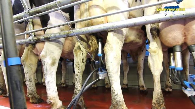 Доильный зал Свинговер