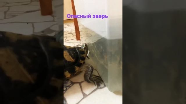 ? Черепаха Макар - опасный зверь? смотреть онлайн