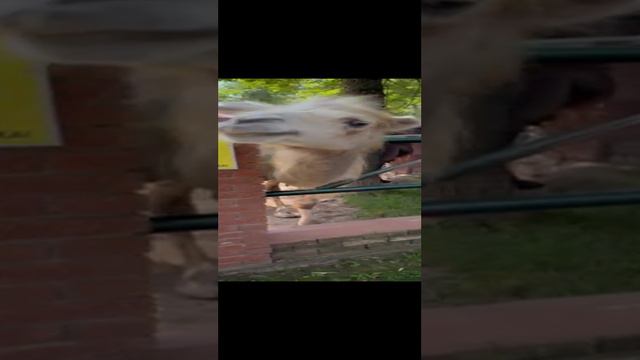 Капибара рома RUTUB