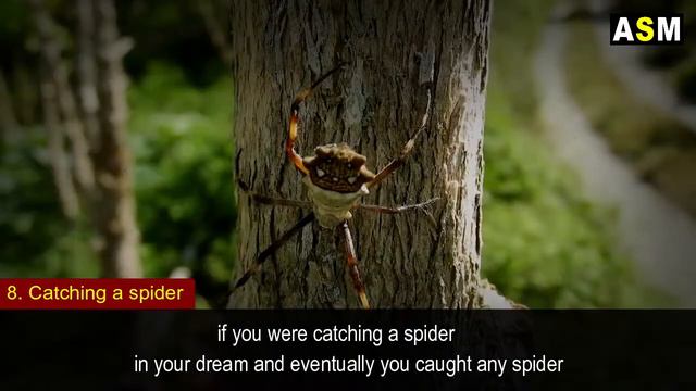 What does Spider dream meaning | Dream interpretation | Dreams about Spiders | смотреть онлайн
