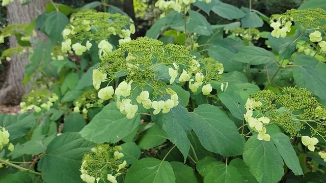 Hydrangea Arborescens Cv Haas Halo