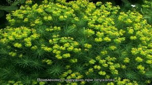 И красивый, и полезный молочай кипарисовый — лечебные свойства декоративного многолетника