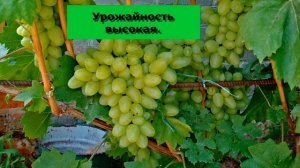 @Виноград Бажена