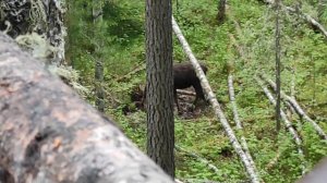 Лось на солонце. Охота