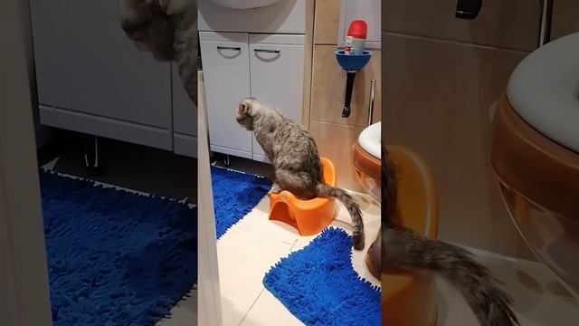 #любимыйкотик#Дёма?❤️? смотреть онлайн