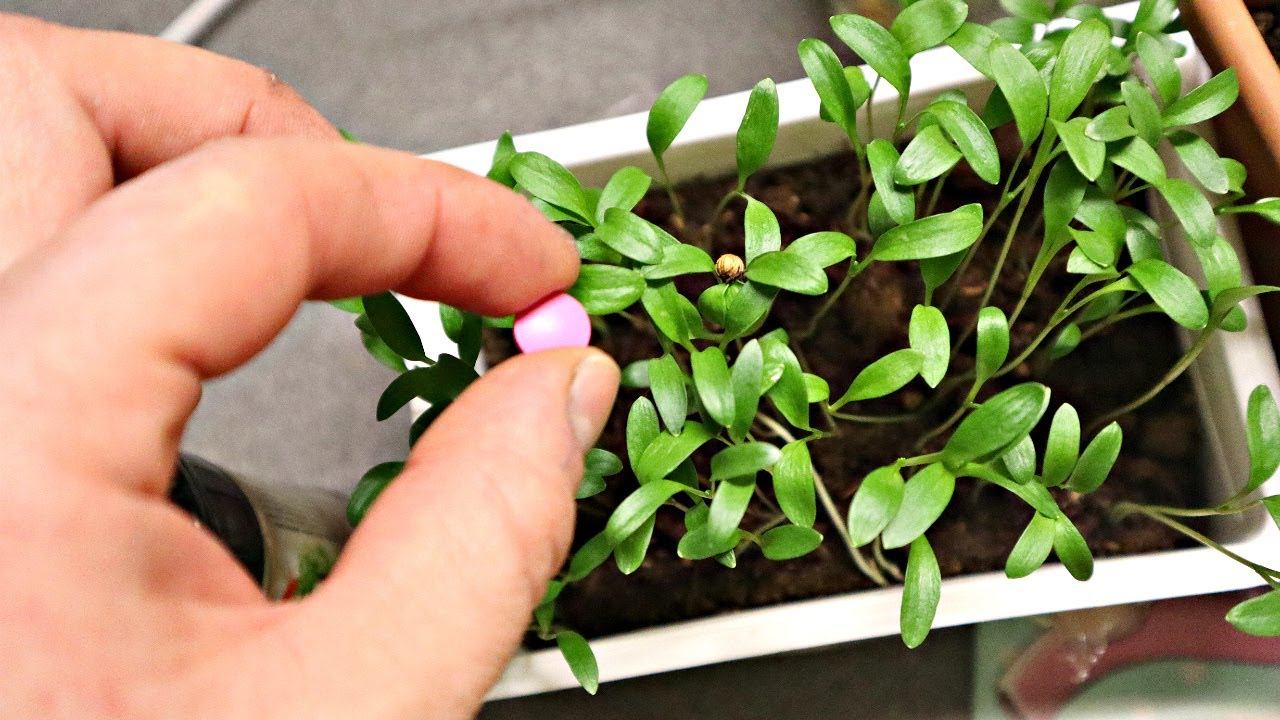 Сажайте эти овощи цветы и ягоды на рассаду в январе! Что посадить в январе на рассаду дома? смотреть онлайн