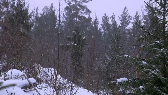 Alone in the Northern Wilderness - Bushcraft Survival with One Canvas Poncho смотреть онлайн