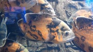 Астронотус все о них Содержание астронотусов.