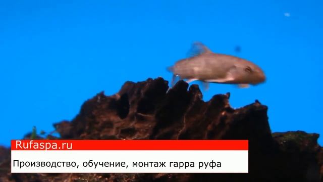 Гарра руфа кормление и уход смотреть онлайн