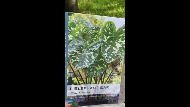 Plantas ELEFANT EAR (orejas de elefante. Alocasia) смотреть онлайн