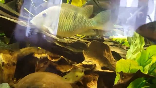 Геофагусы красноголовые 4 м подростки 19.02.16/Geophagus sp. "Red head Tapajos" 4 months смотреть онлайн