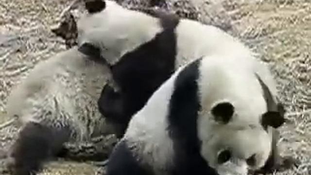 Панды дерутся - Pandas Fight смотреть онлайн