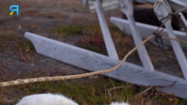 Другая жизнь Санти. Потомственный оленевод. Крайний Север. Ямал. Часть 1 | ЯСАВЭЙ смотреть онлайн