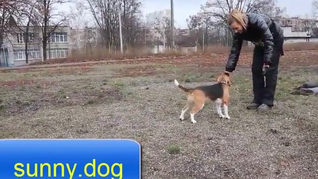 Учим внимательности собаку смотреть онлайн