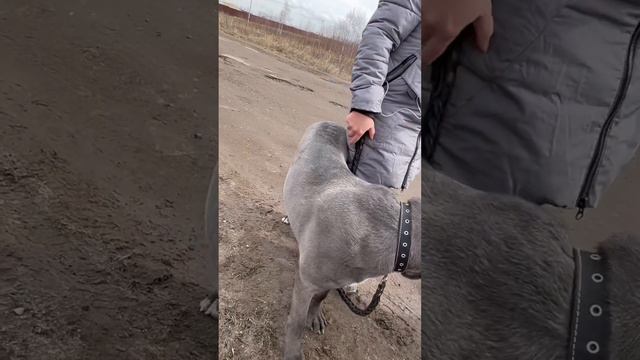 В своей же деревне встретили сына Титана 🤣 Алмаз, 8 месяцев #tttt #cane #canecorso #канекорсо #cane смотреть онлайн