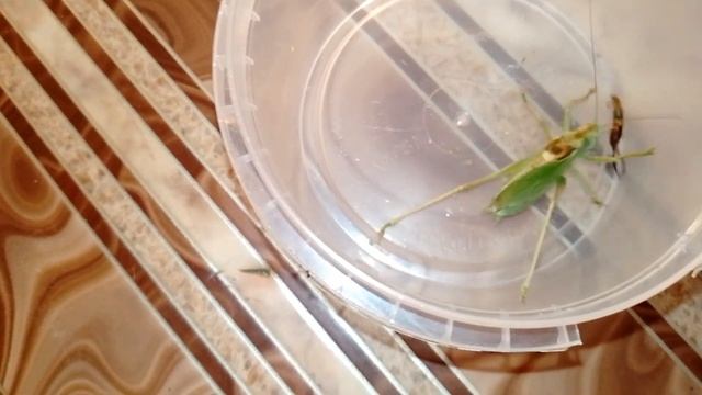 Что будет если кузнечик заметит уховертку (Katydid vs earwig). смотреть онлайн