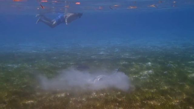 Kuredu Island Resort . Лавияни Атолл , Мальдивы. Плавание в океане с скатом. смотреть онлайн