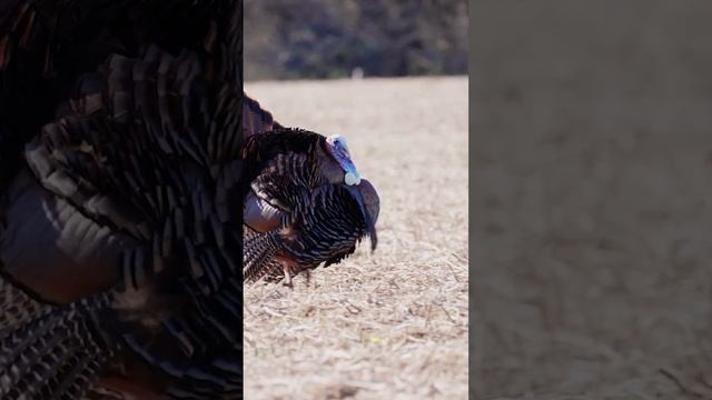 Learn how to hunt wild turkey смотреть онлайн