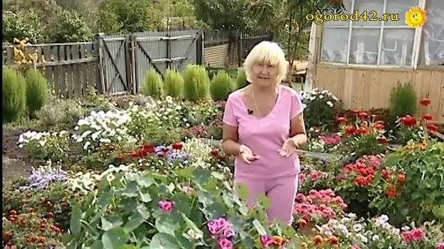 Летники Тамары Лыковой. Цветочный ковер смотреть онлайн