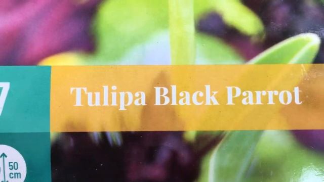 Лилейники, клематисы, тюльпаны из Подворья! Осенние посадки в саду! смотреть онлайн