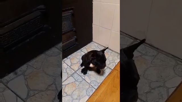 Французский бульдог! Шанель-"квадратная собака". смотреть онлайн