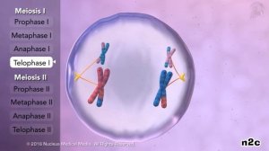 Мейоз (за 6 минут)