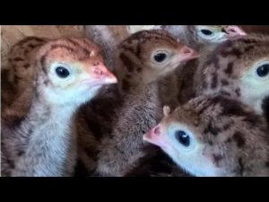 Суточные индюшата бронза 708//что необходимо для индюшат