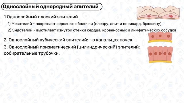 Эпителиальная ткань ГИСТОЛОГИЯ: однослойный, многослойный эпителий, переходный эпителий смотреть онлайн
