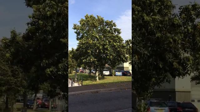 Sweet Chestnut (Castanea sativa) - tree - October 2017 смотреть онлайн