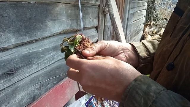 #хорошотамгдемыесть ФРИГО Made in Ukraine. КВИКИ, АМИ, ВАЙБРАНТ.Обзор рассады ФРИГО!(Копанка) смотреть онлайн