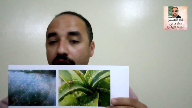 مرض حشرى لنباتات يسمى حشرة قشرية طرق العلاج والوقاية Coccoidea حلقة 69 смотреть онлайн