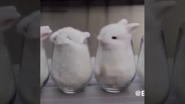 Карликовые кролики породы белый гермалин смотреть онлайн